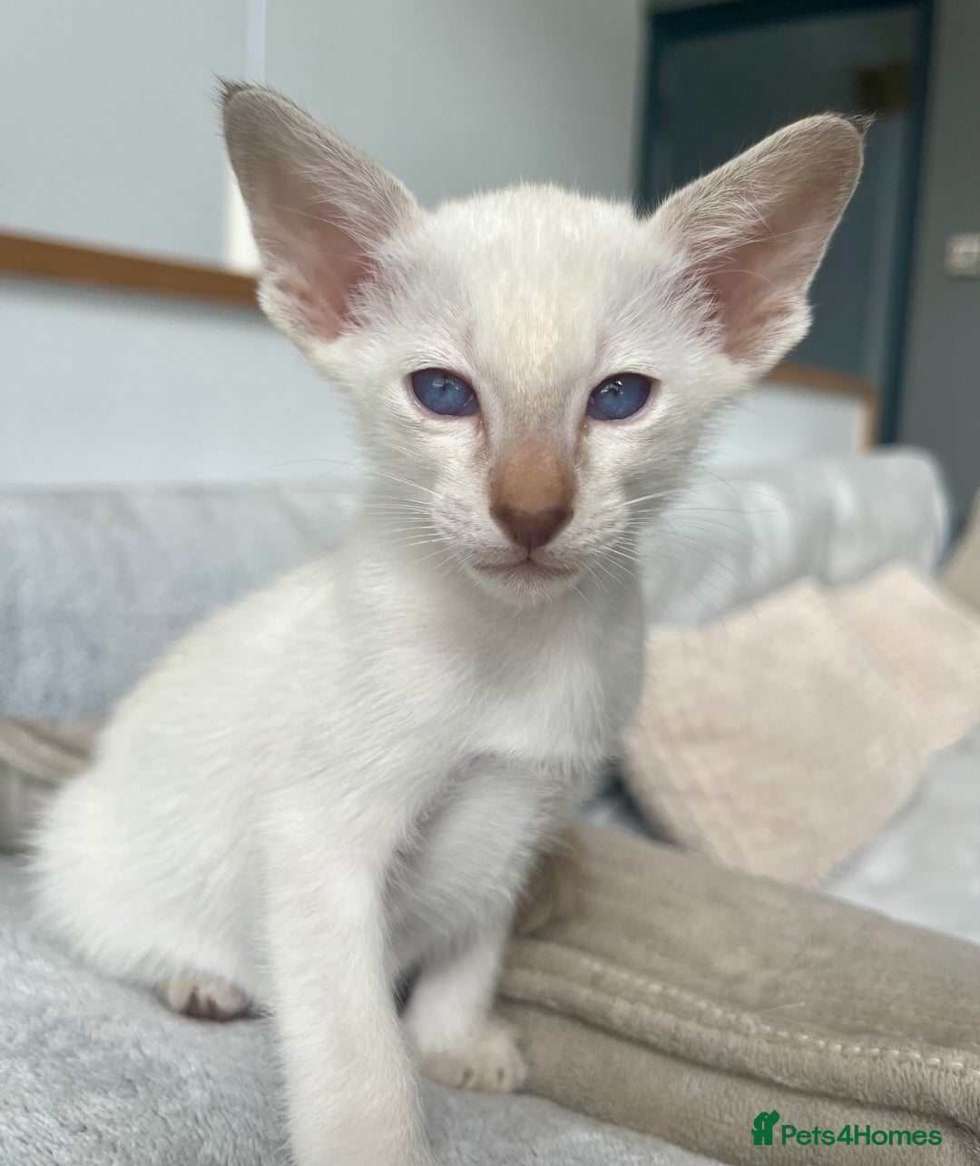 Siamese cats for sale: Siamese Oriental kittens superb pedigree GCCF  - Image 28