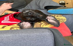 Mixed Breed dogs for sale: Loving energetic dog - Image 9
