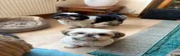 Shih Tzu dogs for stud: Pablo Imperial LOF-KC Shih-tzu - Advert 1