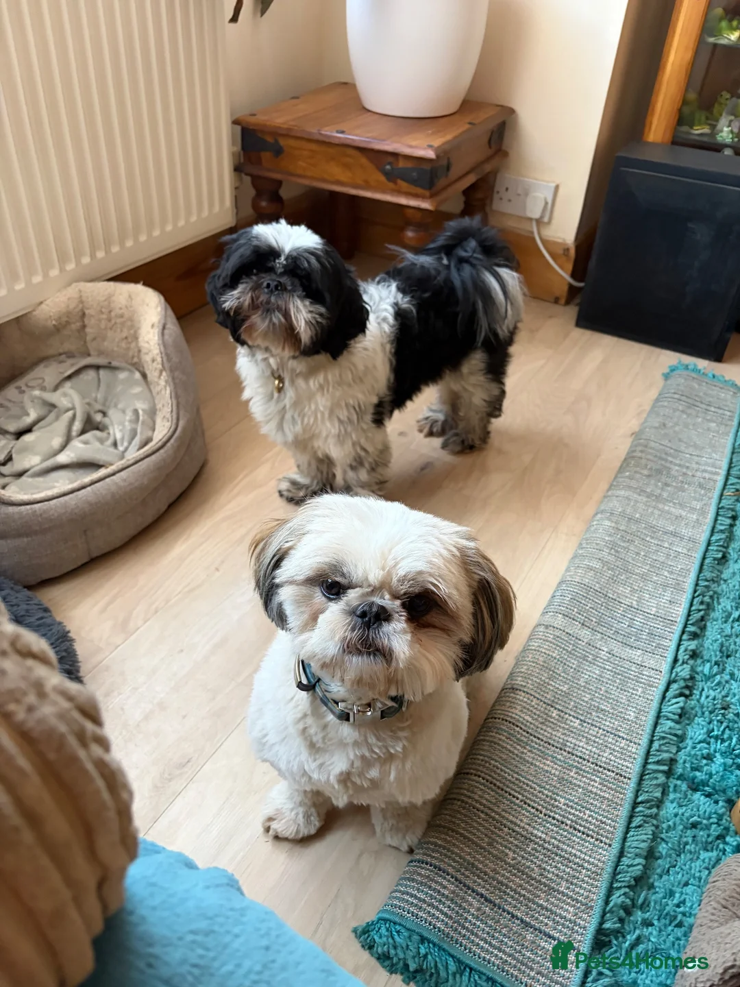 Shih Tzu dogs for stud: Pablo Imperial LOF-KC Shih-tzu - Advert 1