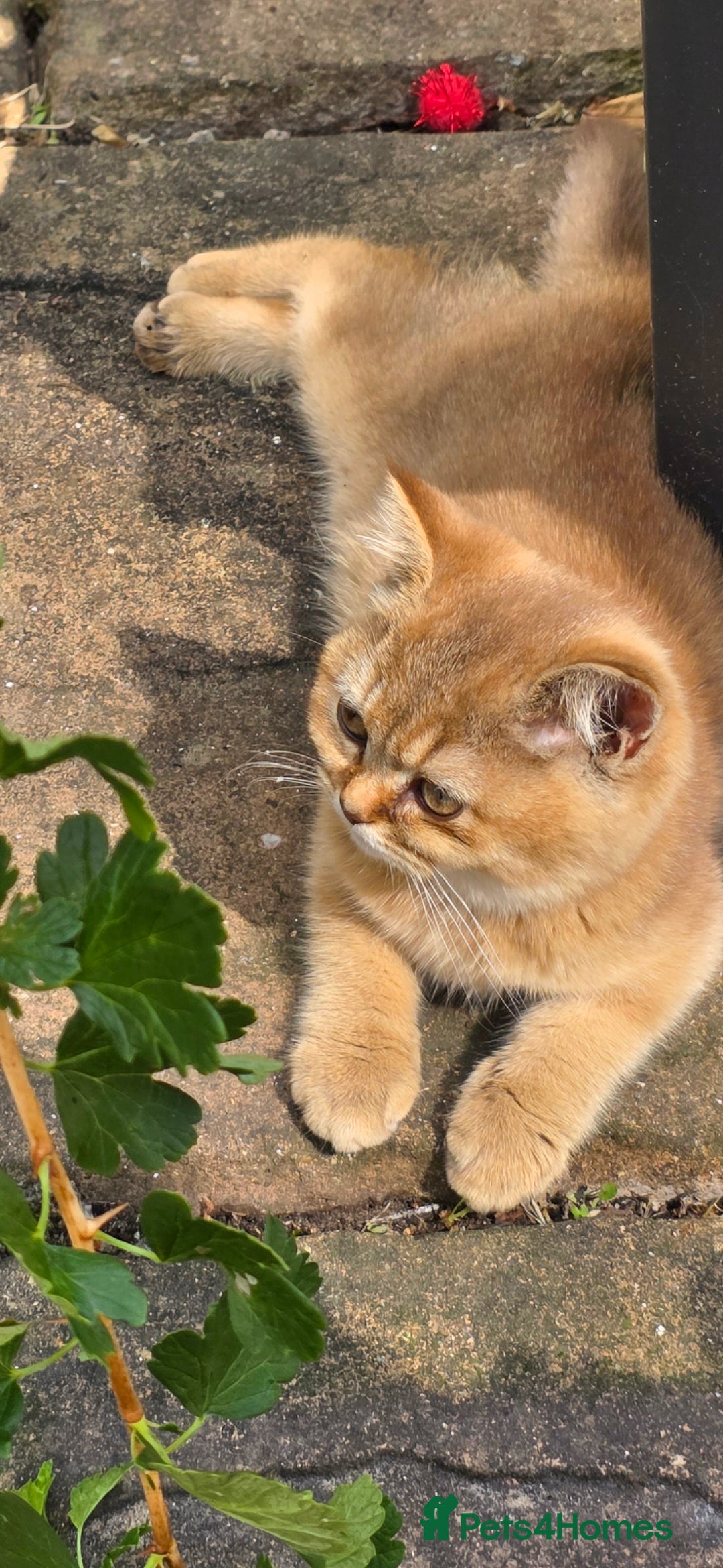 British Shorthair cats for sale: Pedigree British Short-hair kittens  - Image 5