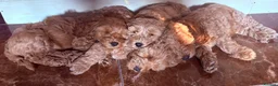 Labradoodle dogs for stud: Stunning proven Red KC Miniature Poodle - Advert 7