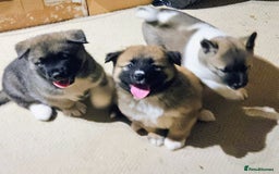 Mixed Breed dogs for sale: Akita/malamute  - Advert 9
