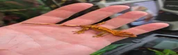 Gecko reptiles for sale: crested geckos, leopard geckos - Advert 4