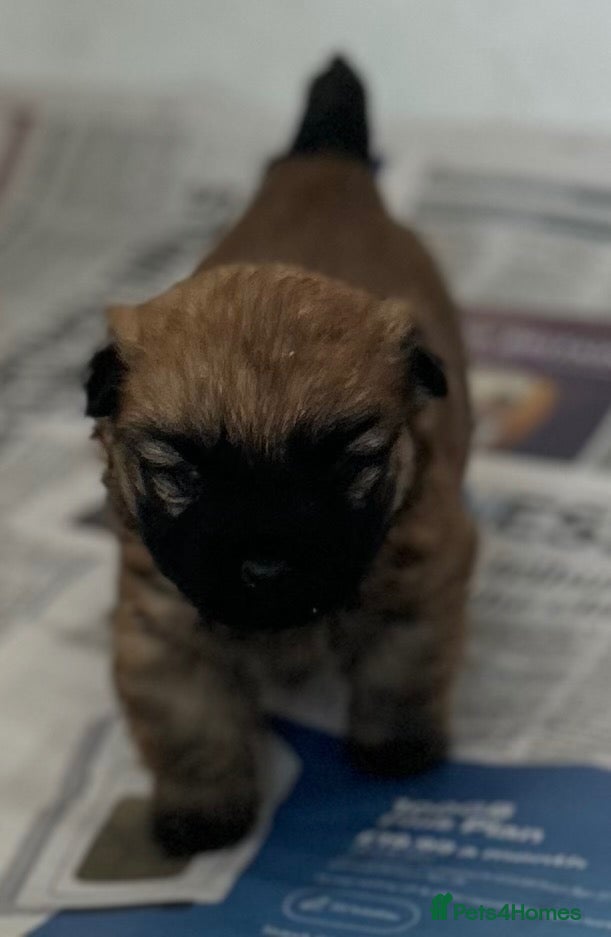 Cairn Terrier dogs for sale: Gorgeous Cairn Terrier Puppys - Advert 2