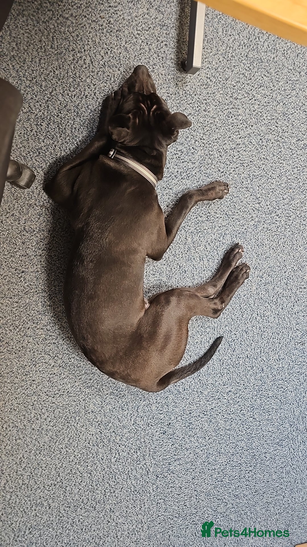 Mixed Breed dogs for sale: Mixed breed for sale - Advert 4