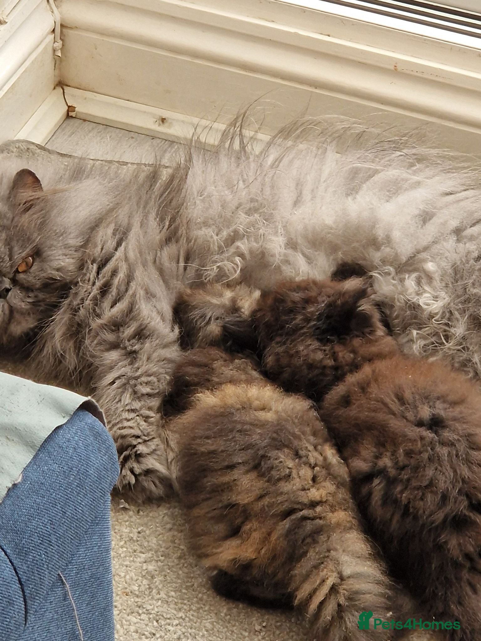 Persian cats GCCF Registered Black male persian  - Advert 1