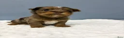 Yorkshire Terrier dogs for sale: Stunning Yorkshire terrier puppies 🩵🩷 - Advert 3