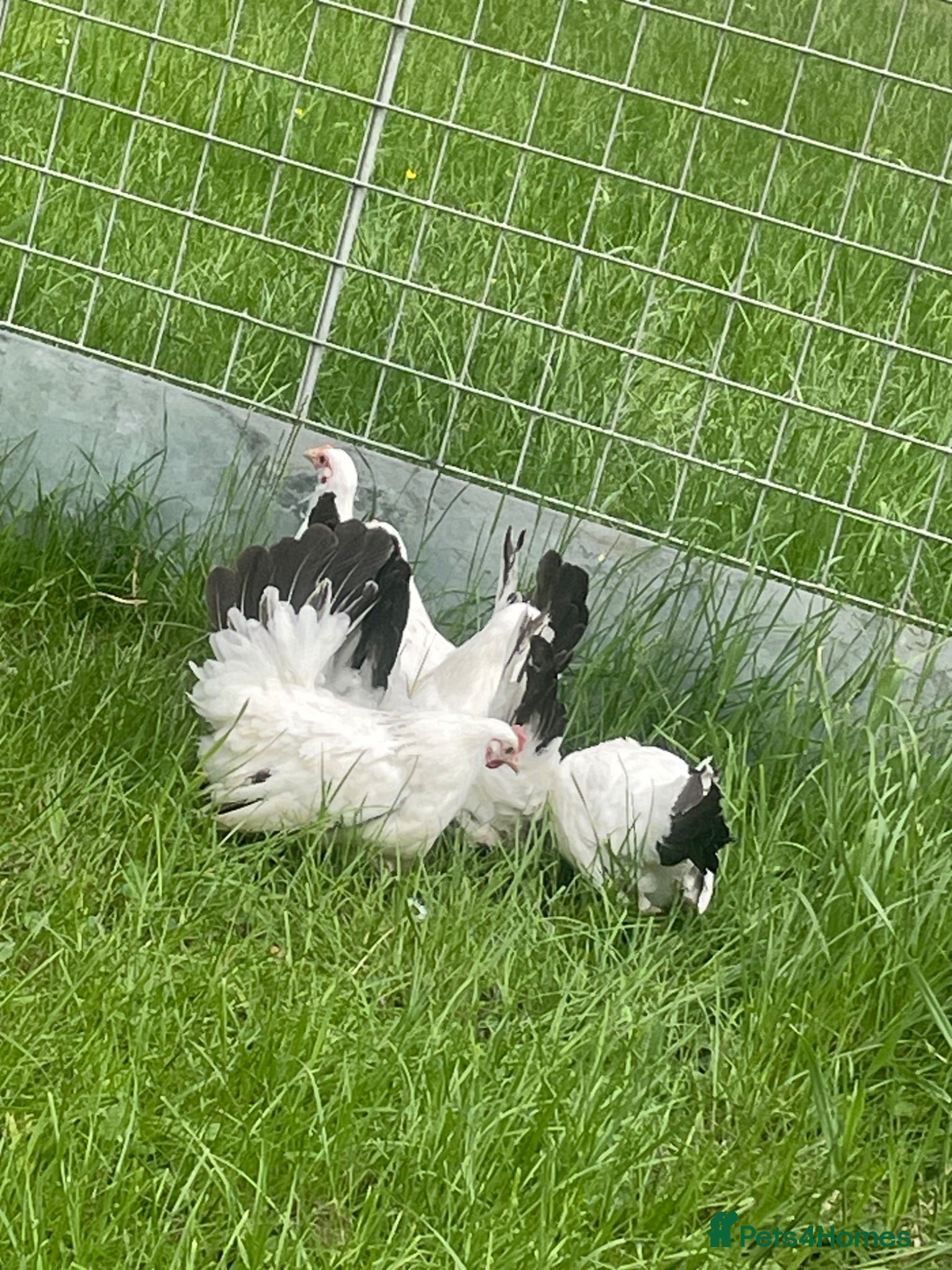 Chickens poultry Japanese Black Tail hens - Advert 2