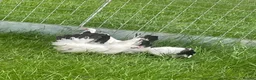 Chickens poultry for sale: Japanese Black Tail hens - Advert 2