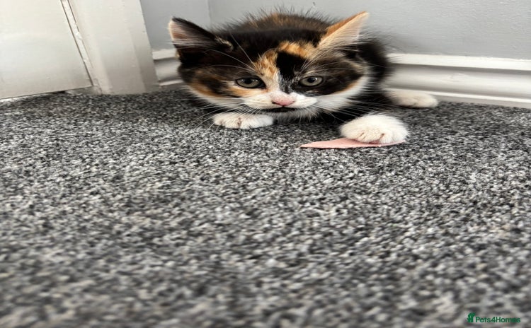 Mixed Breed cats - Advert 1