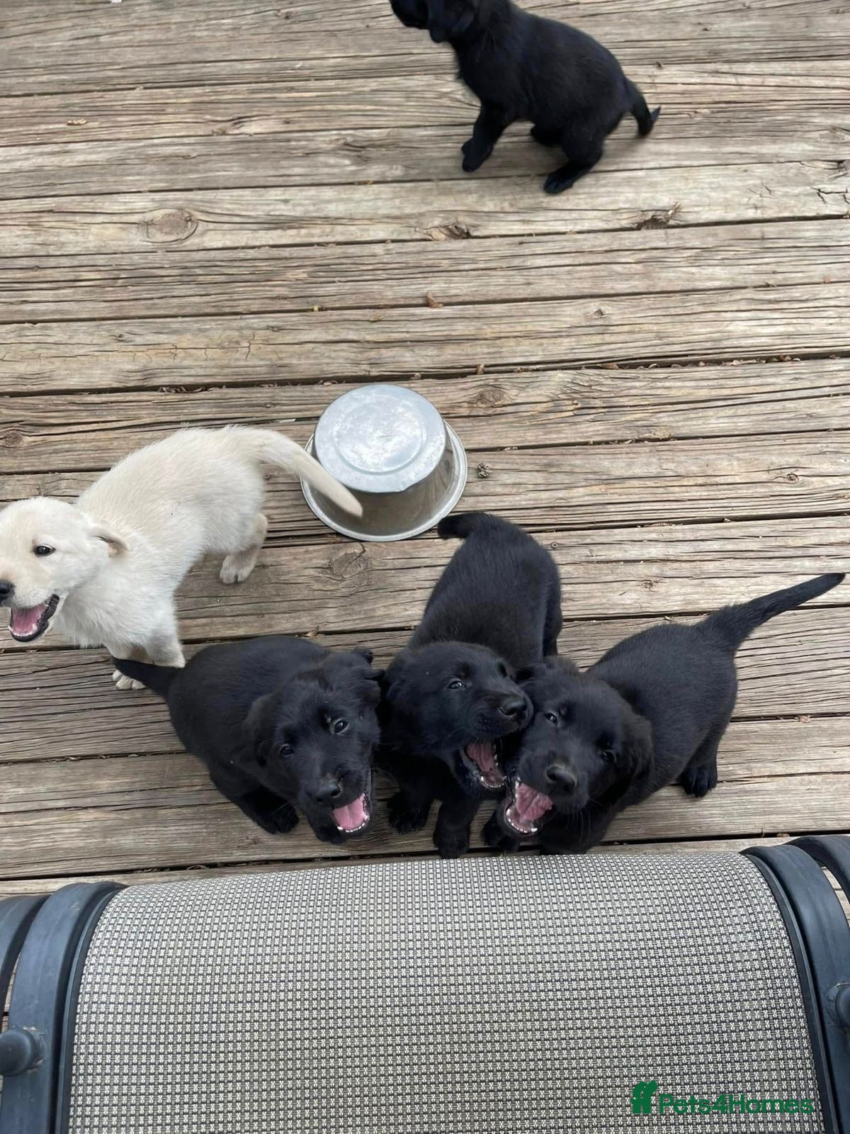 Mixed Breed dogs Golden Retriever/German Shepherds - Advert 5