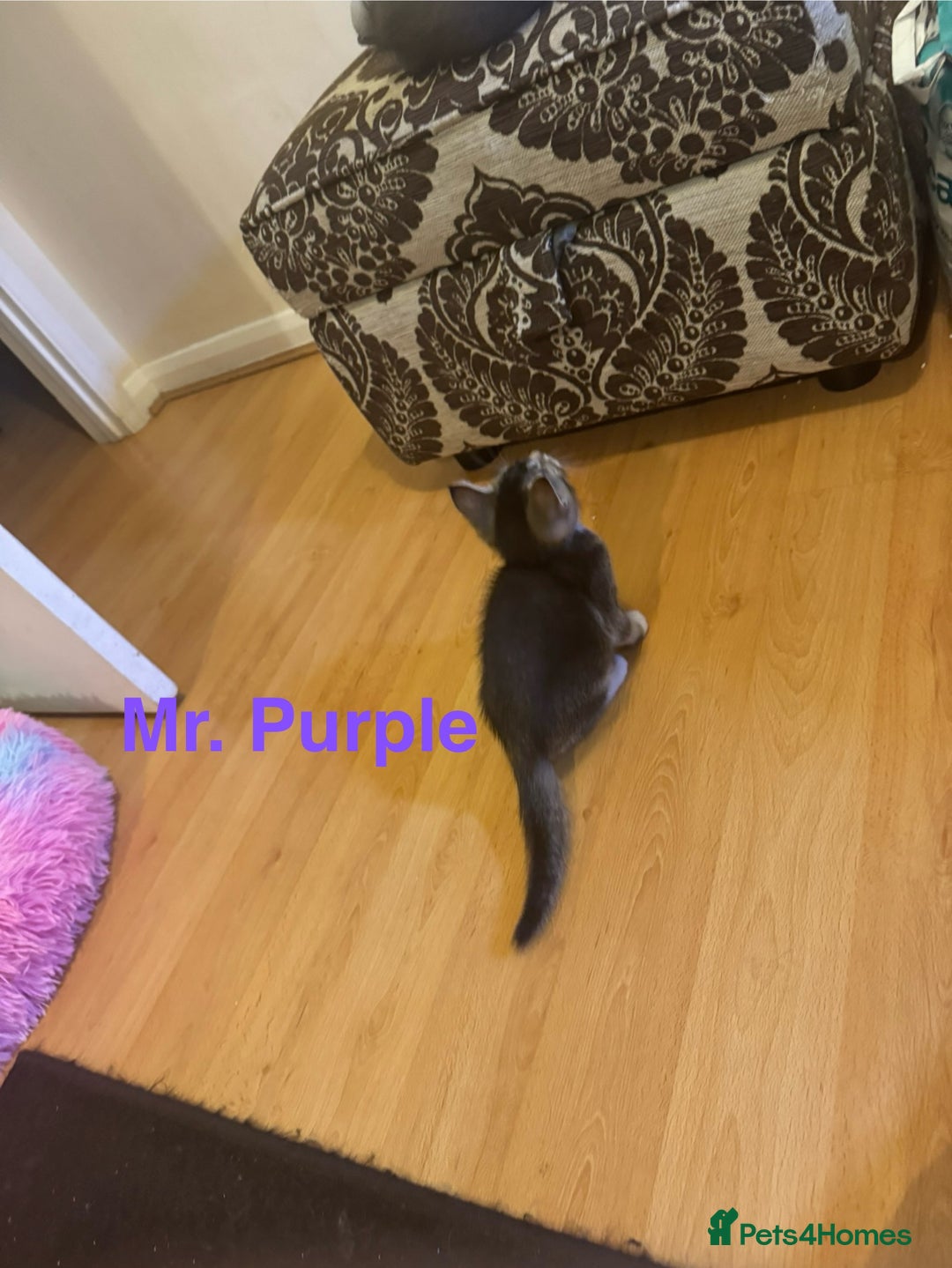 Domestic Shorthair cats for sale: Adorable Loving Kittens Looking for Forever Homes! - Advert 9