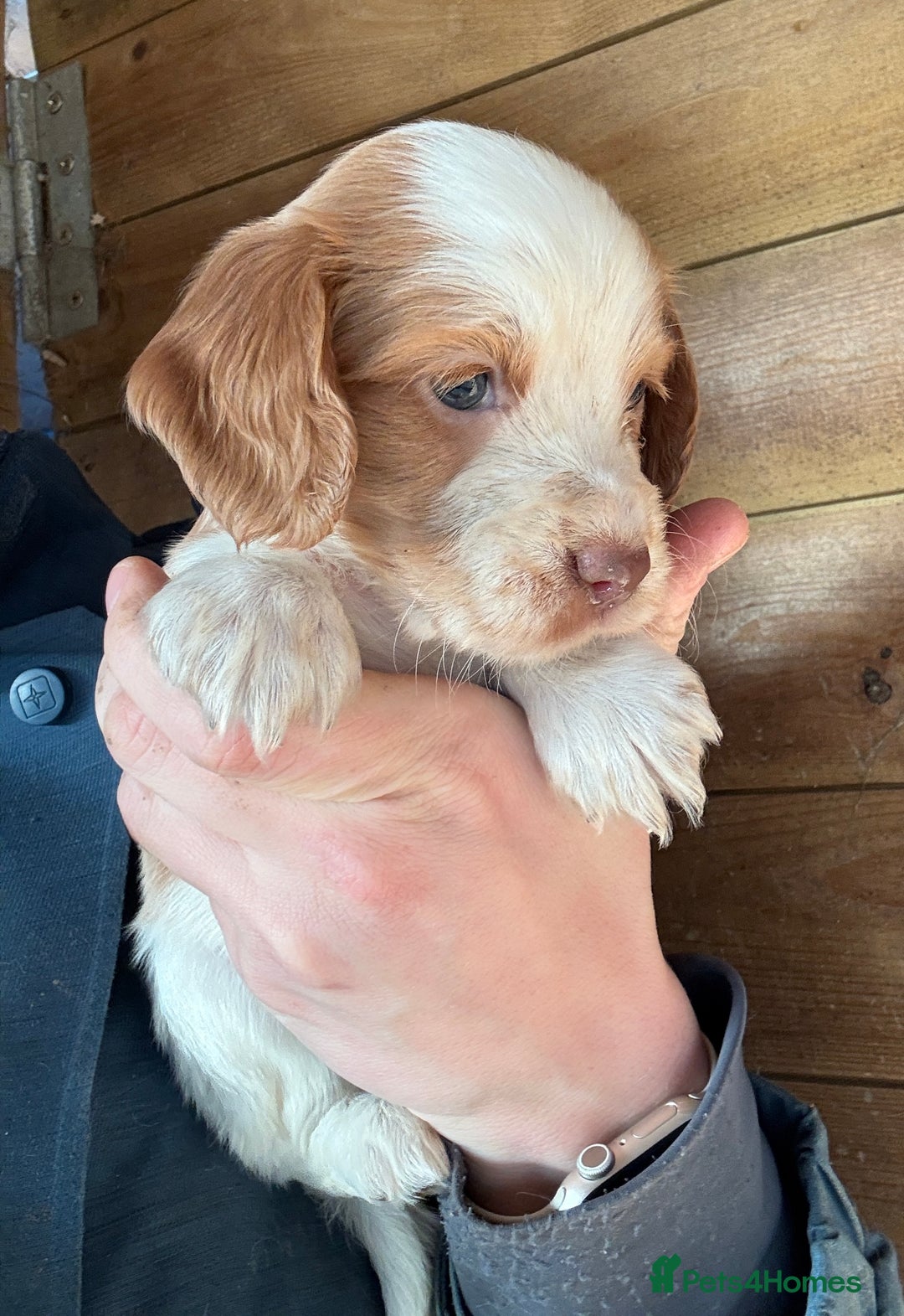 Cocker Spaniel dogs for stud: Cracking cocker spaniel for Stud  - Advert 16