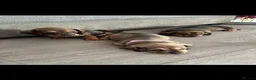 Dachshund dogs for sale: Beautiful miniture dachshund puppies  - Advert 12