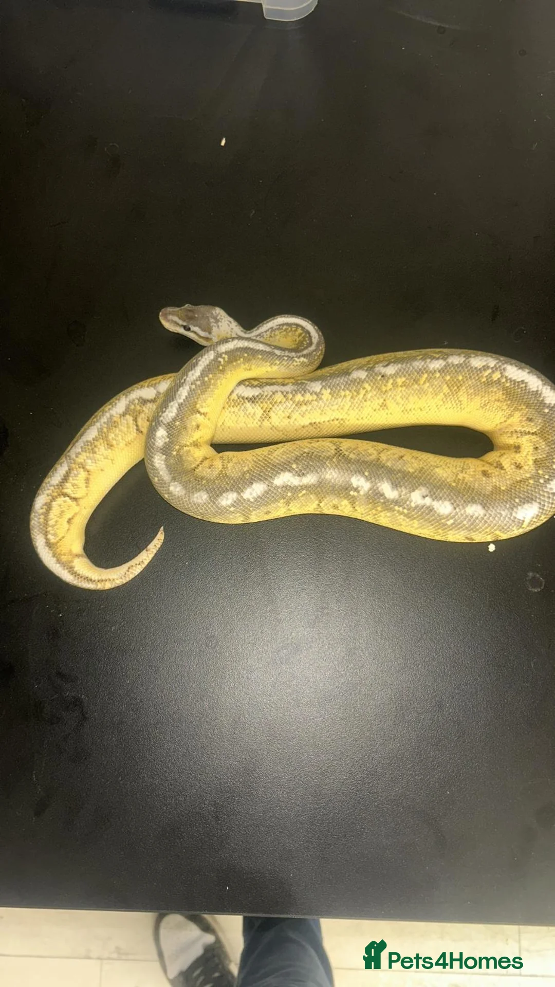 Python Snake reptiles for sale: Ball Pythons  - Advert 1
