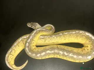 Python Snake reptiles Ball Pythons - Advert 10