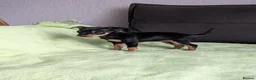 Mixed Breed dogs for sale: Miniature Pinscher x Russian Toy Terrier Puppies - Advert 5