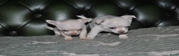 Chihuahua dogs for sale: Rare white  **  Chihuahua- girls  - Advert 4