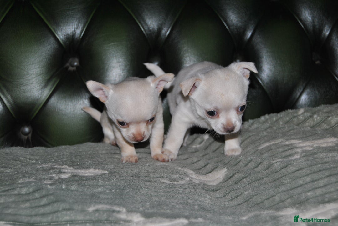 Chihuahua dogs for sale: Rare white  **  Chihuahua- girls  - Advert 4