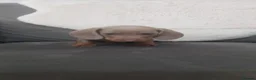 Miniature Dachshund dogs for sale: SMOOTH HAIRED MINIATURE DACHSHUND'S FOR SALE in Falkirk - Advert 4