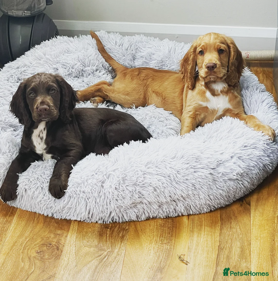Cocker Spaniel dogs for stud: Choc & tan health tested working cocker in Doncaster - Advert 22