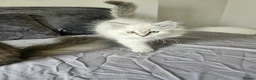 Siberian cats for sale: 2 lovely Siberians left ! - Advert 8