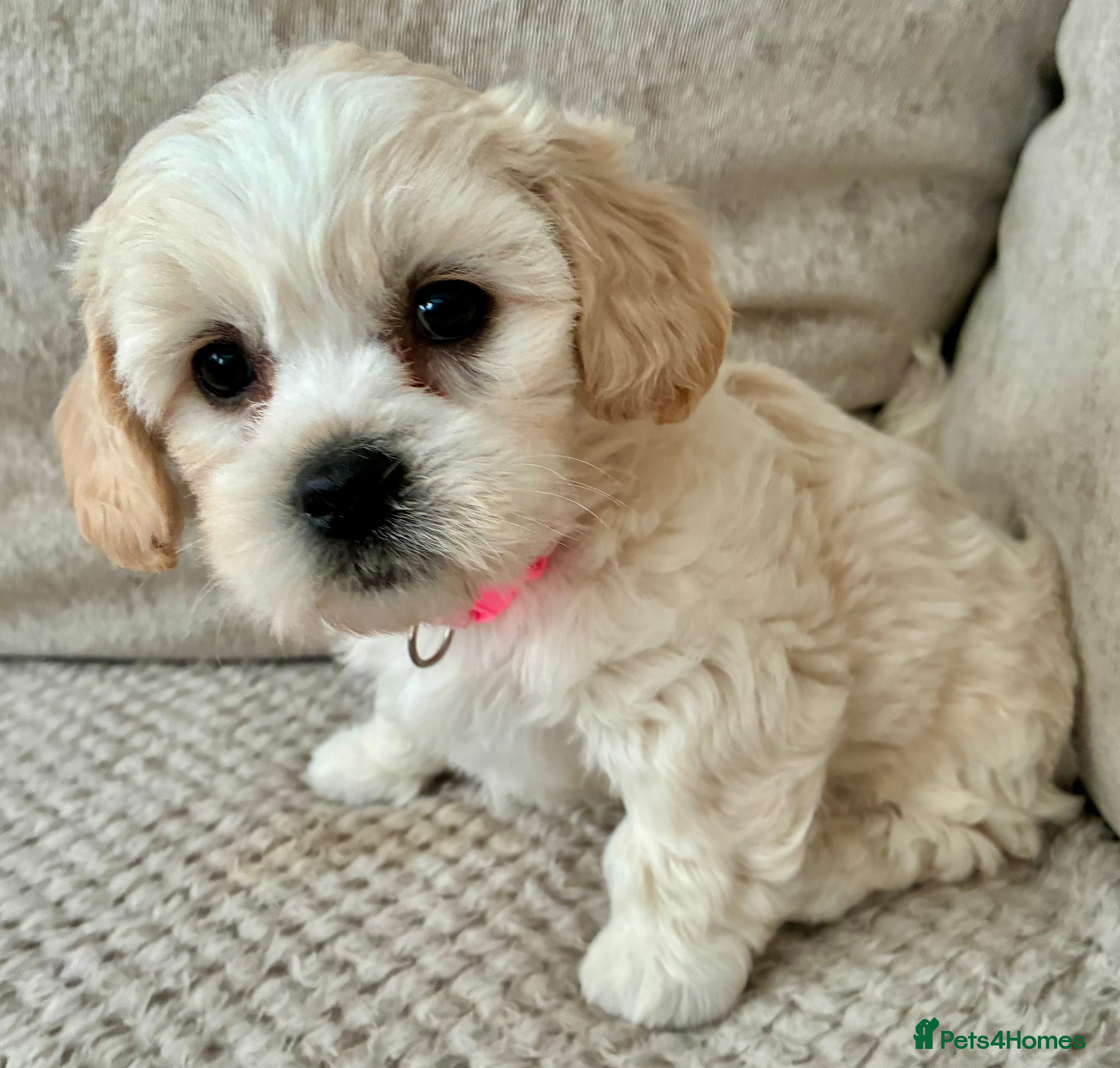 Mixed Breed dogs La chon  - Advert 2