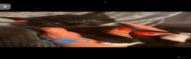 British Longhair Kitten 2