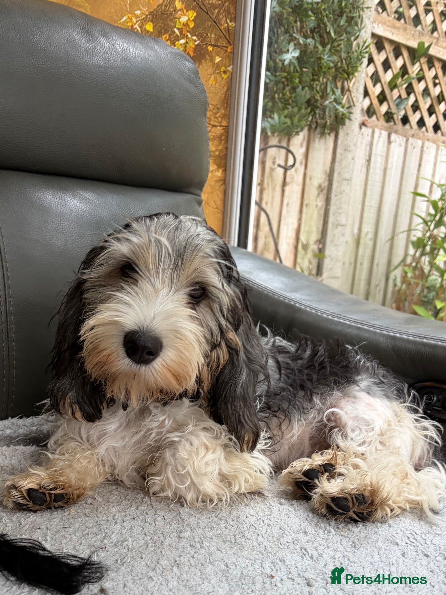 Basset Griffon Vendeen dogs Stunning Petit Basset Griffon Vendeen Girl (PBGV ) - Advert 3