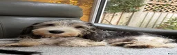 Basset Griffon Vendeen dogs for sale: Stunning Petit Basset Griffon Vendeen Girl (PBGV ) in Coventry - Advert 1
