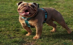 English Bulldog dogs for stud: Fully suited Lilac&Tan English Bulldog Stud😍🔥 in Pontyclun - Image 6