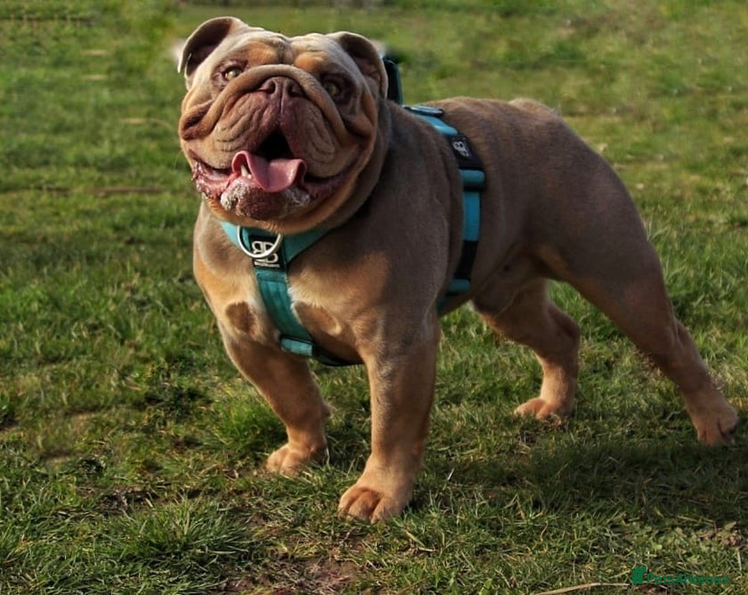 English Bulldog dogs for stud: Fully suited Lilac&Tan English Bulldog Stud😍🔥 in Pontyclun - Image 6