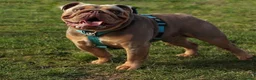 English Bulldog dogs for stud: Fully suited Lilac&Tan English Bulldog Stud😍🔥 in Pontyclun - Advert 6