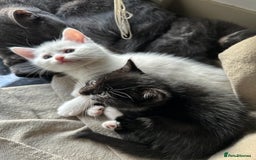 British Shorthair cats for sale: Adorable Kittens Looking for Loving Homes  in London - Image 22