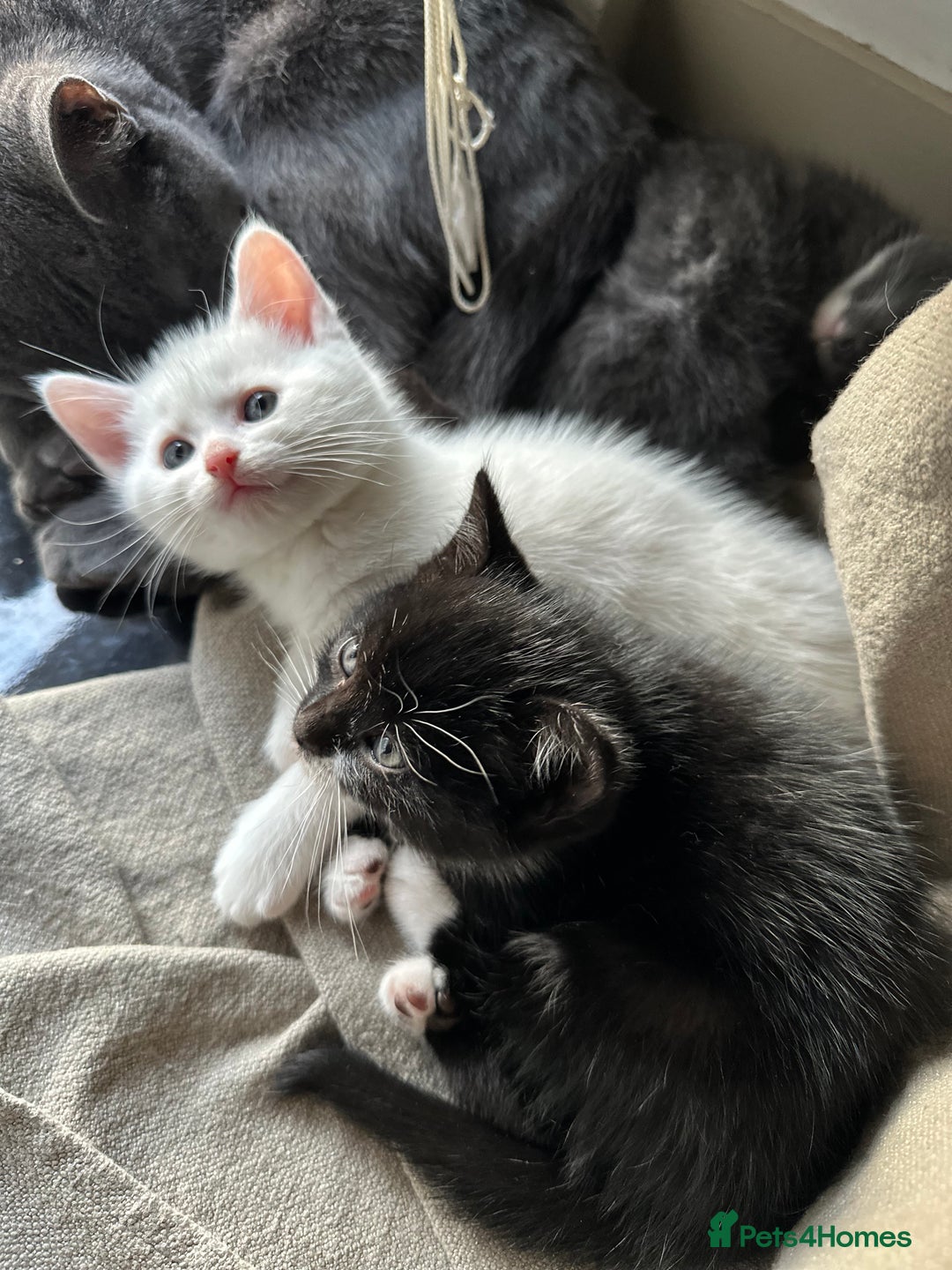British Shorthair cats for sale: Adorable Kittens Looking for Loving Homes  in London - Image 22