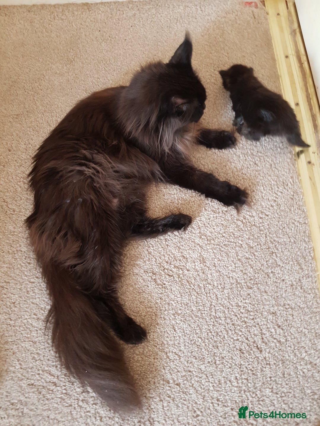 Maine Coon cats for sale: Maine coon kittens ready now  - Advert 4