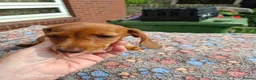 Miniature Dachshund dogs for sale: Lovely friendly little dachshund girl  - Advert 5