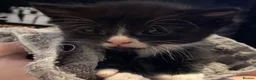 Mixed Breed cats for sale: 4 kittens available  - Advert 8