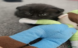 Mixed Breed cats for sale: Scottish Fold Mix Kittens –Ready 16th August 🐾 - Image 12