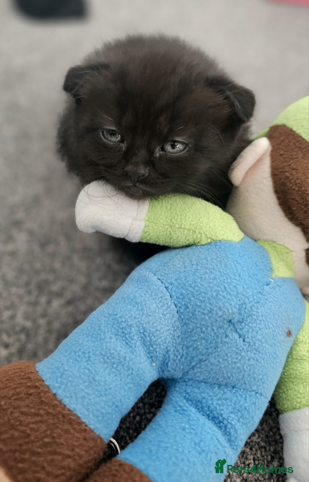 Mixed Breed cats for sale: Scottish Fold Mix Kittens –Ready 16th August 🐾 - Image 12