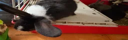 Tri Coloured Dutch rabbits for sale: Dutch rabbits  - Advert 3