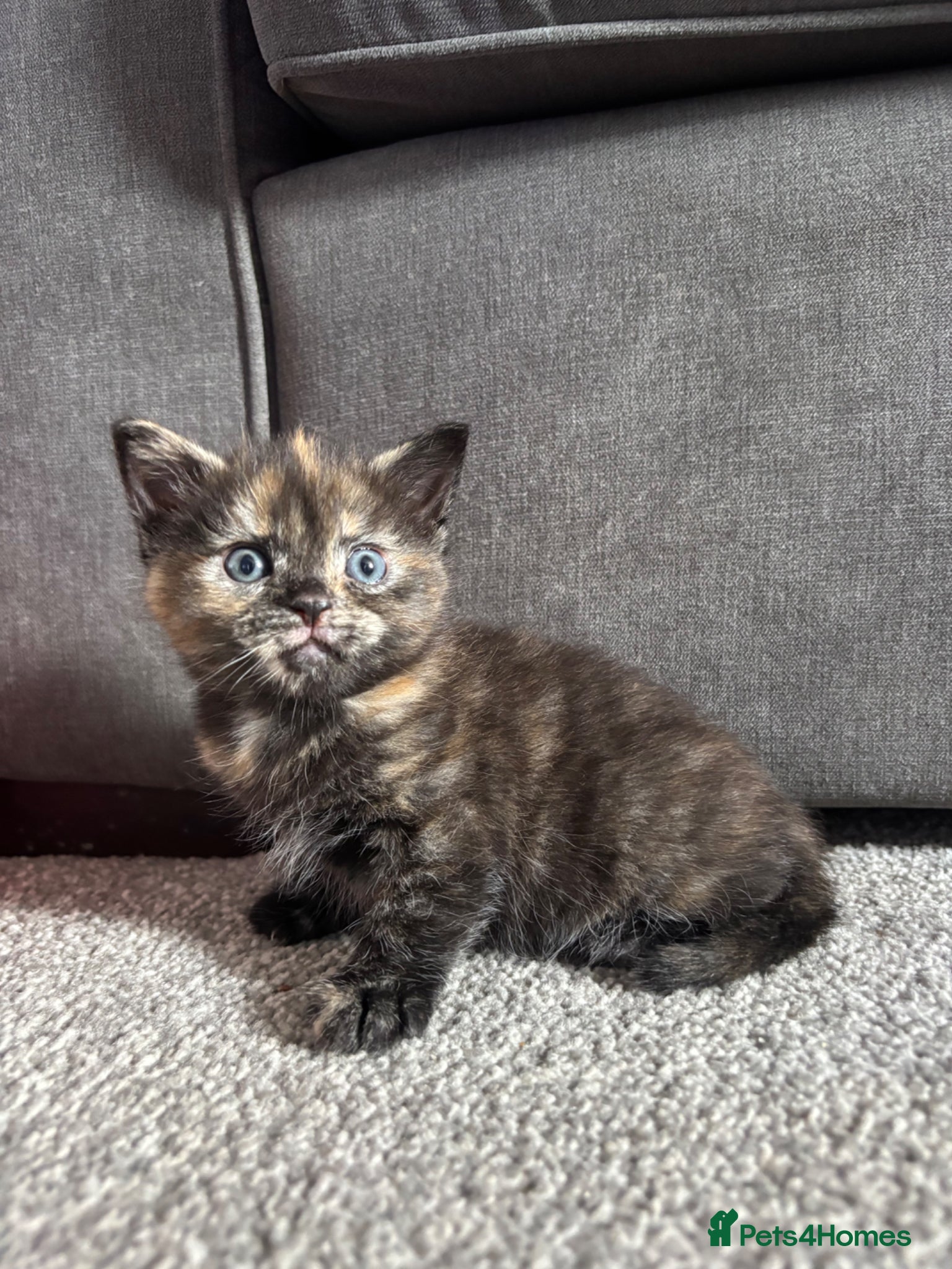 Mixed Breed cats for sale: Kittens , available 7th June!  - Advert 1