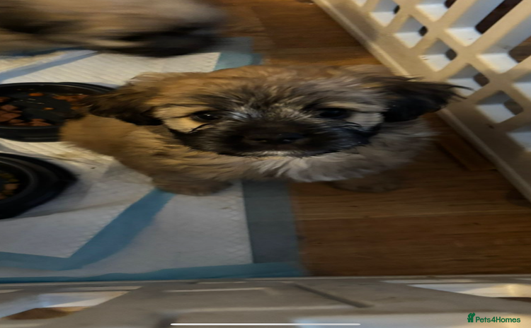 Mixed Breed dogs - Advert 7