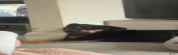 Rottweiler dogs for sale: Loving 4yr Rottweiler girl needs new home - Advert 4