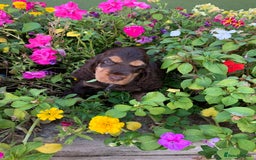 Cocker Spaniel dogs for sale: 5* LICENSED READY KC SHOW H/TESTED PUPPIES  - Image 18