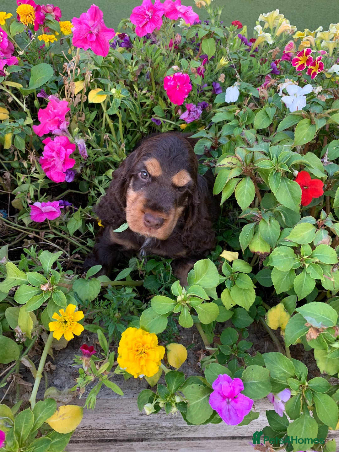 Cocker Spaniel dogs for sale: 5* LICENSED READY KC SHOW H/TESTED PUPPIES  - Image 18