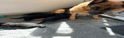 German Shepherd dogs for sale: GERMAN SHEPARD PUPS  - Advert 2