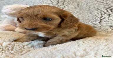 Cockapoo dogs - Advert 1