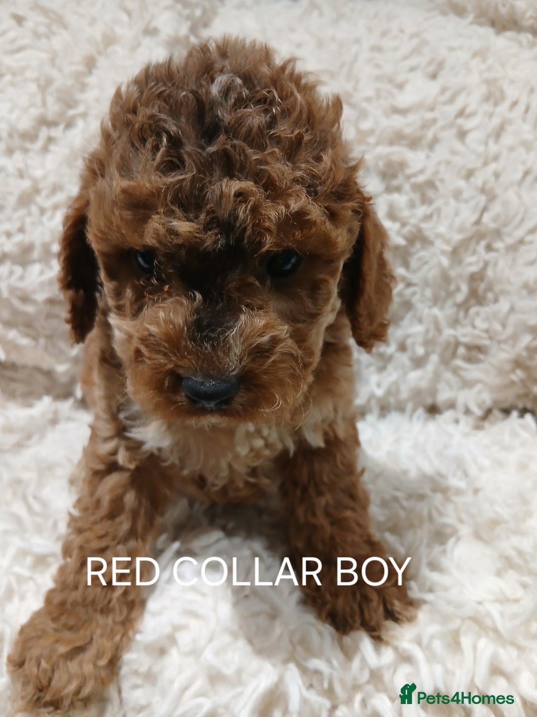 Cockapoo dogs for sale: Cockapoo Puppies PRA UNAFFECTED  - Advert 6